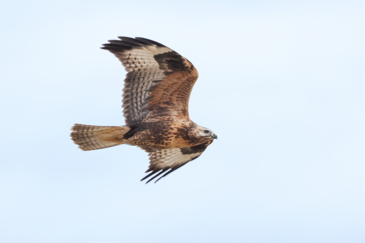Upland Buzzard - ML643420917