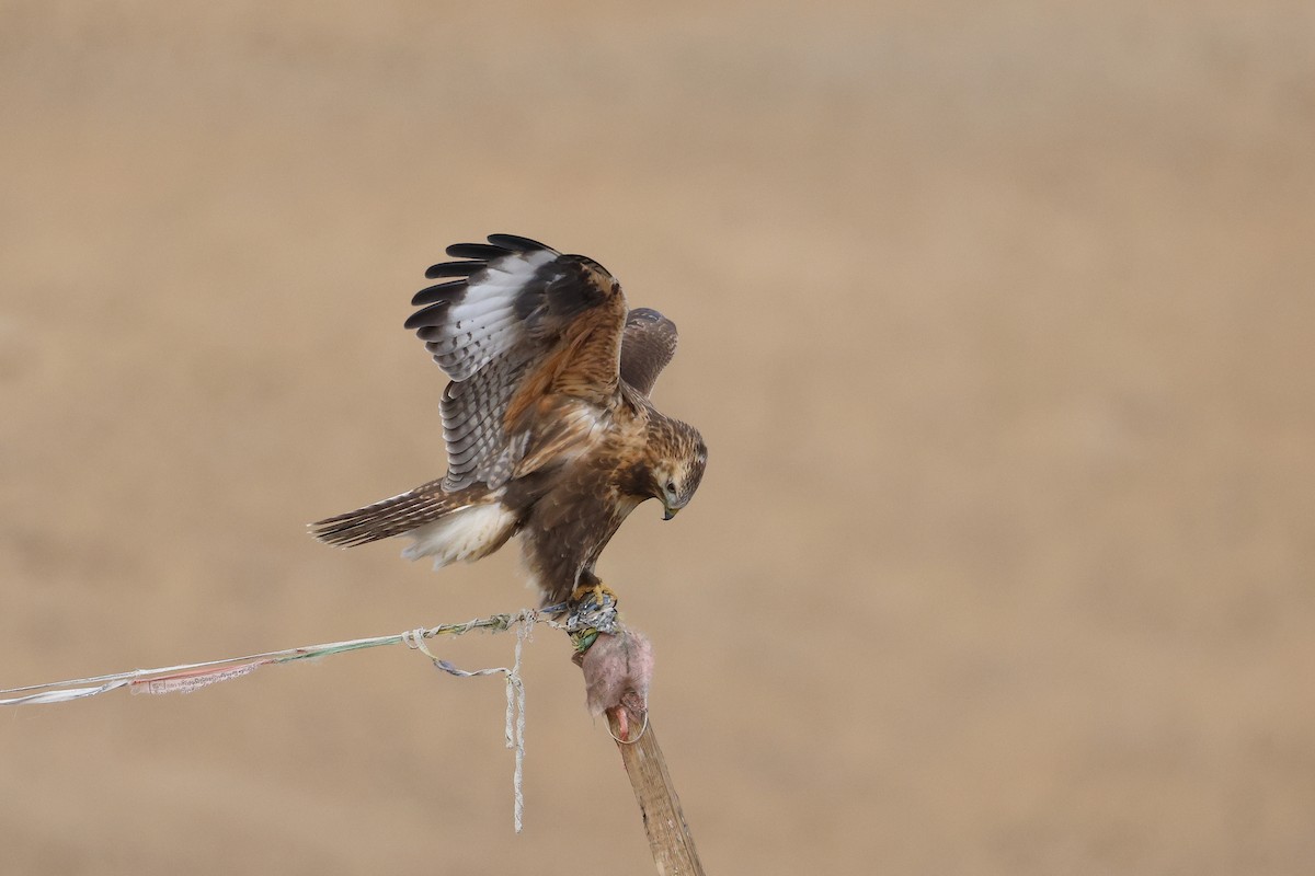 Upland Buzzard - ML643420918