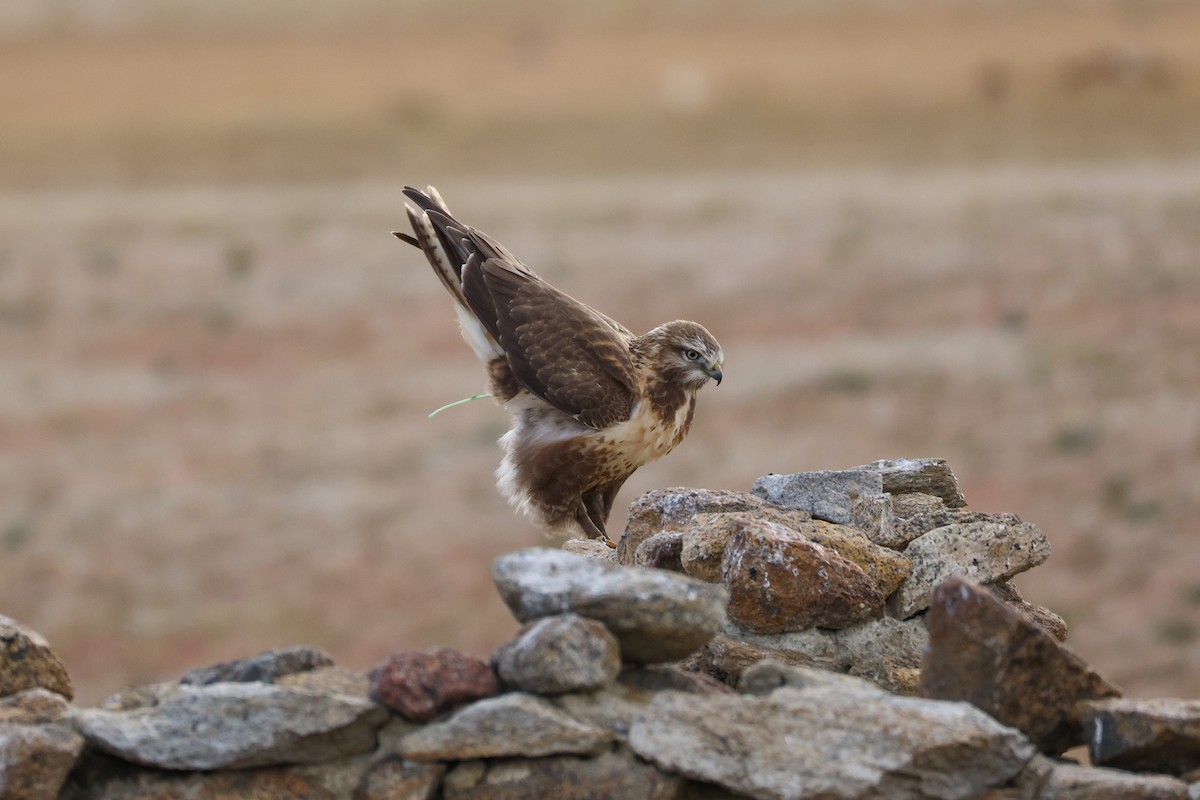 Upland Buzzard - ML643420920