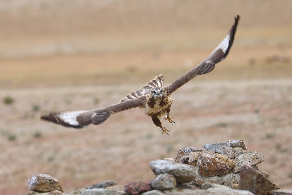 Upland Buzzard - ML643420921