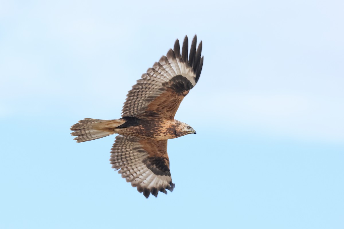 Upland Buzzard - ML643420922