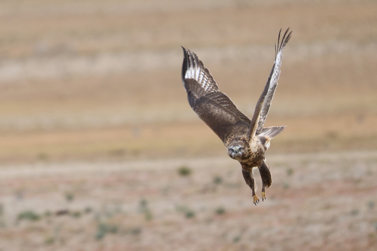 Upland Buzzard - ML643420925