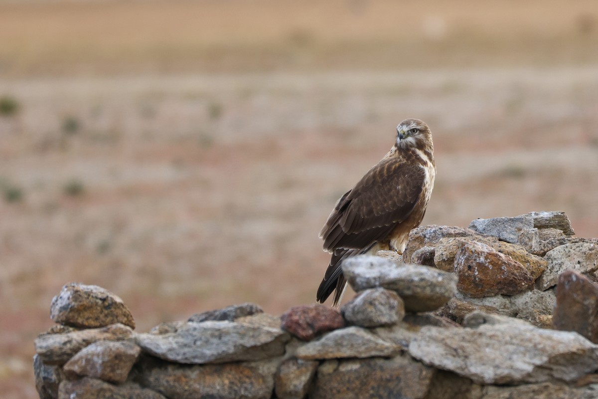 Upland Buzzard - ML643420926