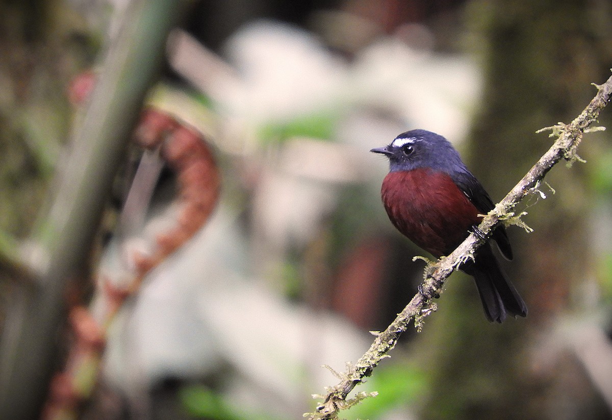 Chestnut-bellied Chat-Tyrant - ML643420927