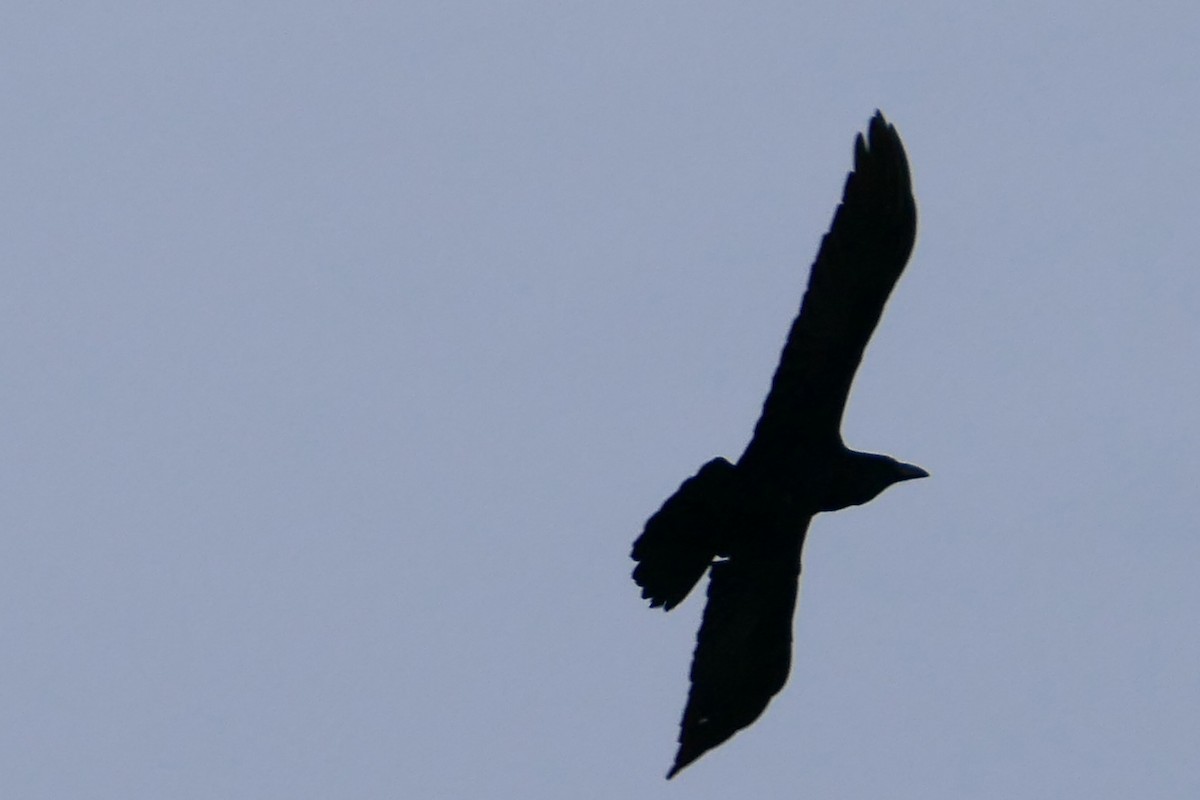 Common Raven - ML643420943