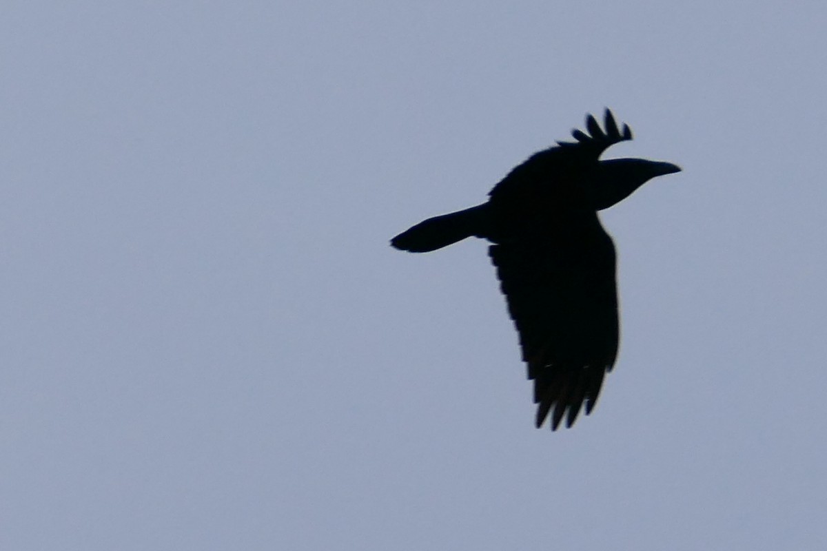 Common Raven - ML643420944