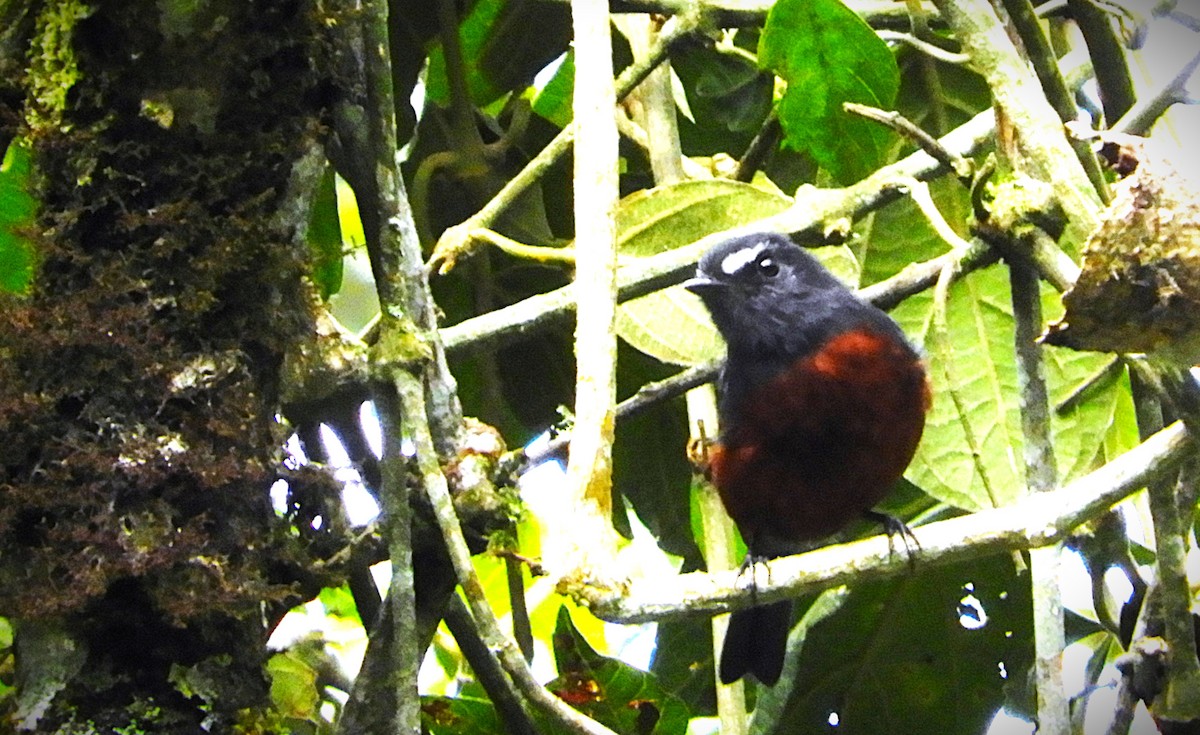 Chestnut-bellied Chat-Tyrant - ML643420946
