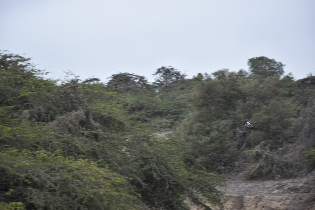 West Peruvian Dove - ML643420947