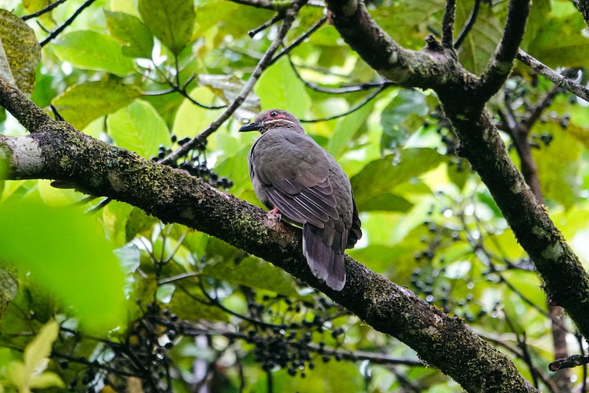 Ametist Esmer Kumrusu - ML643420989