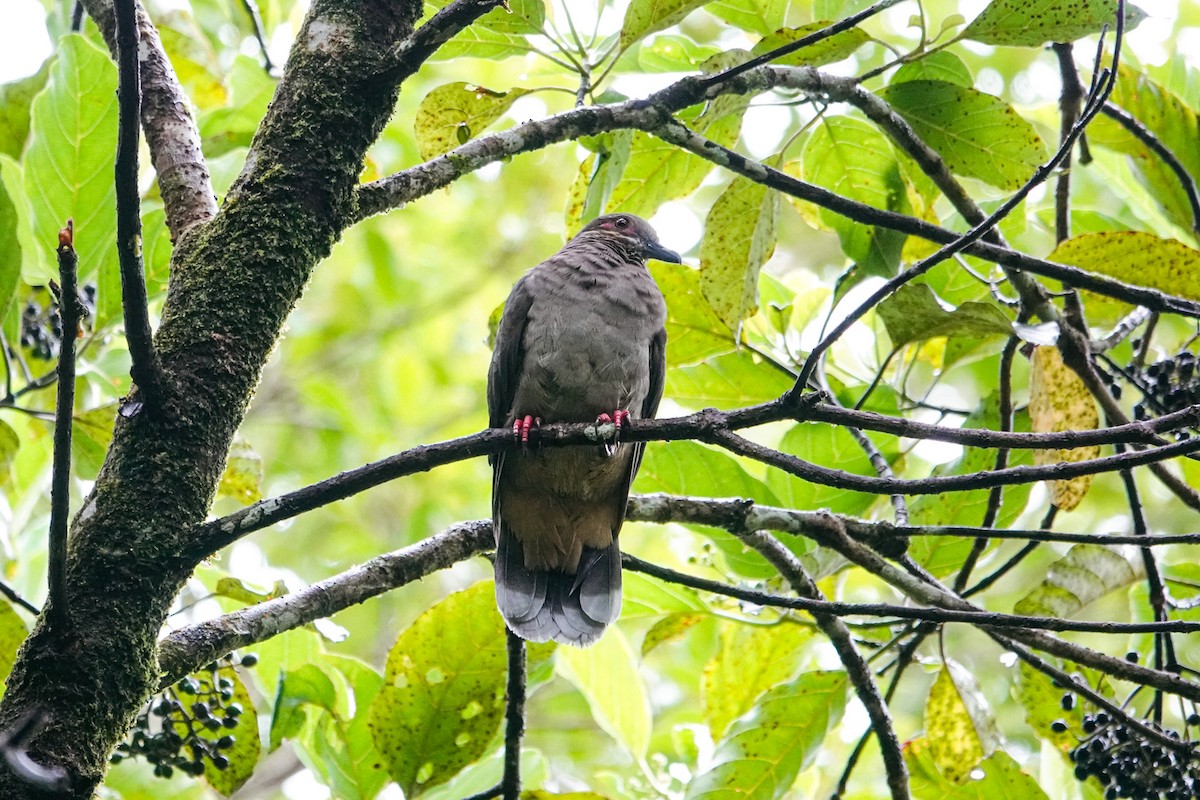 Ametist Esmer Kumrusu - ML643420990