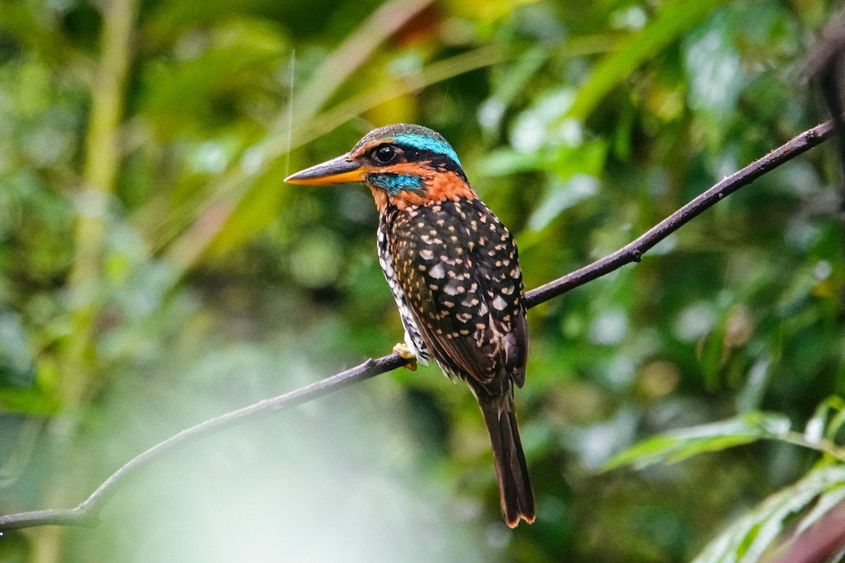 シロボシショウビン - ML643421005