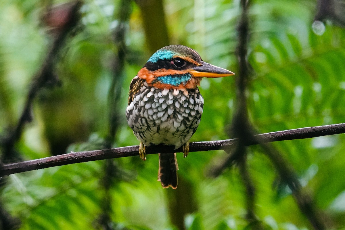 シロボシショウビン - ML643421006