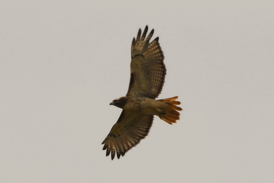 Red-tailed Hawk (borealis) - ML643421007