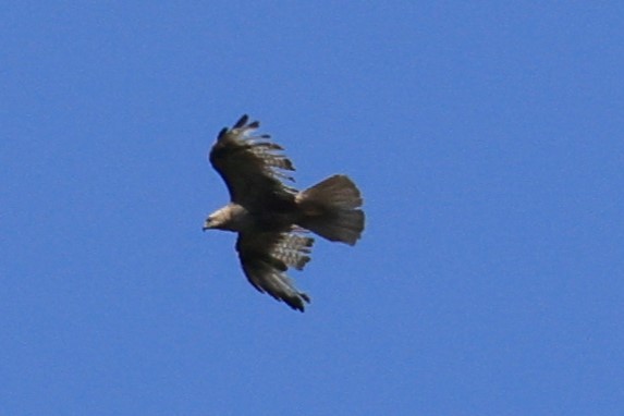 Eastern Buzzard - ML643421021
