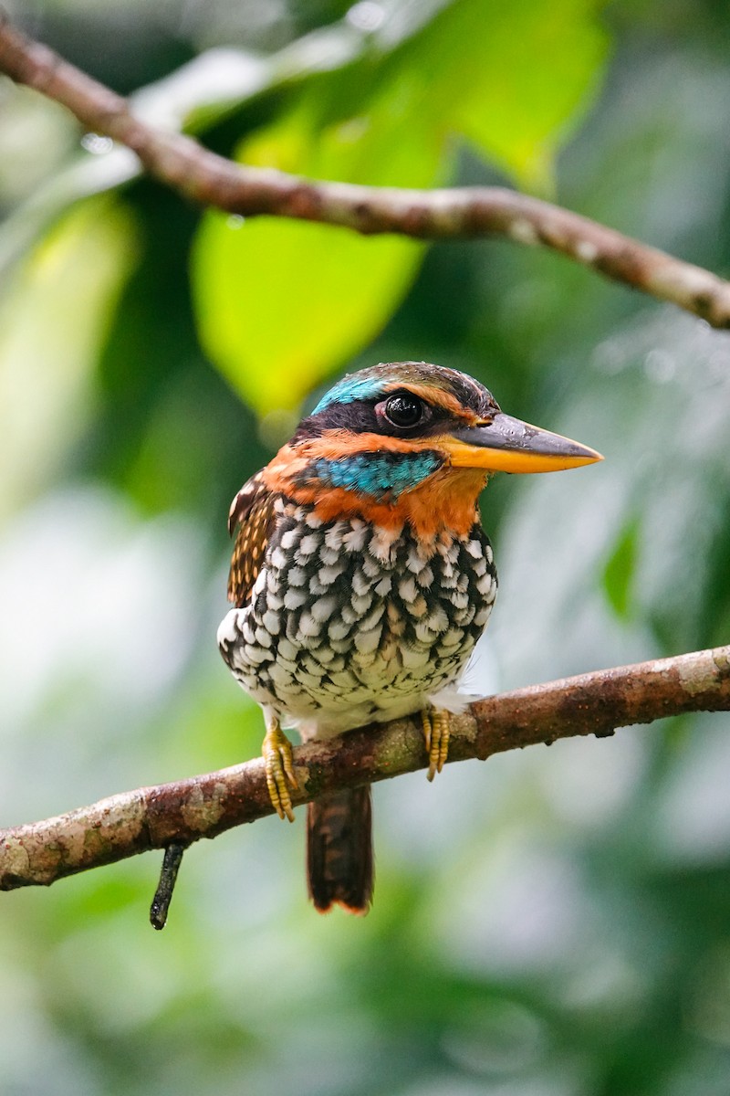 シロボシショウビン - ML643421030