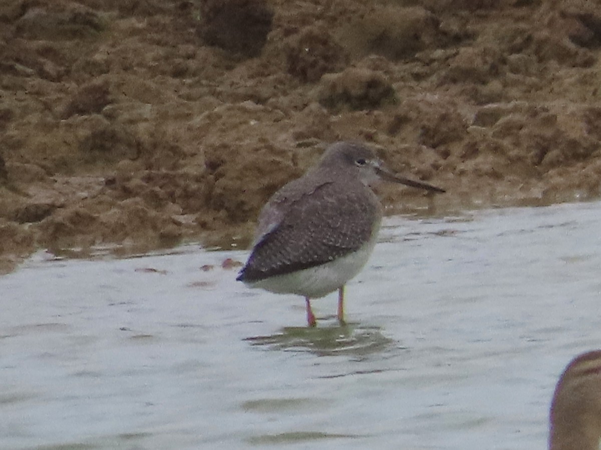 Greater Yellowlegs - ML643421048