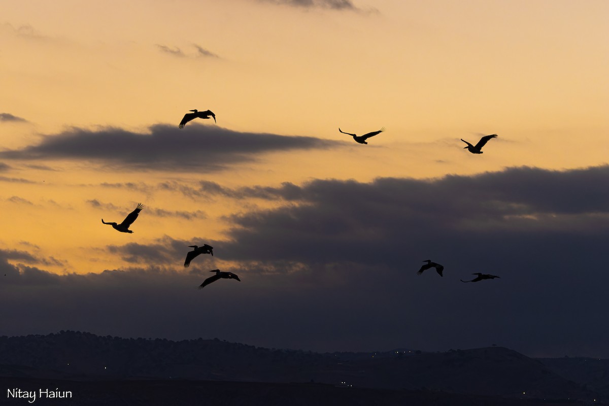 Great White Pelican - ML643421051