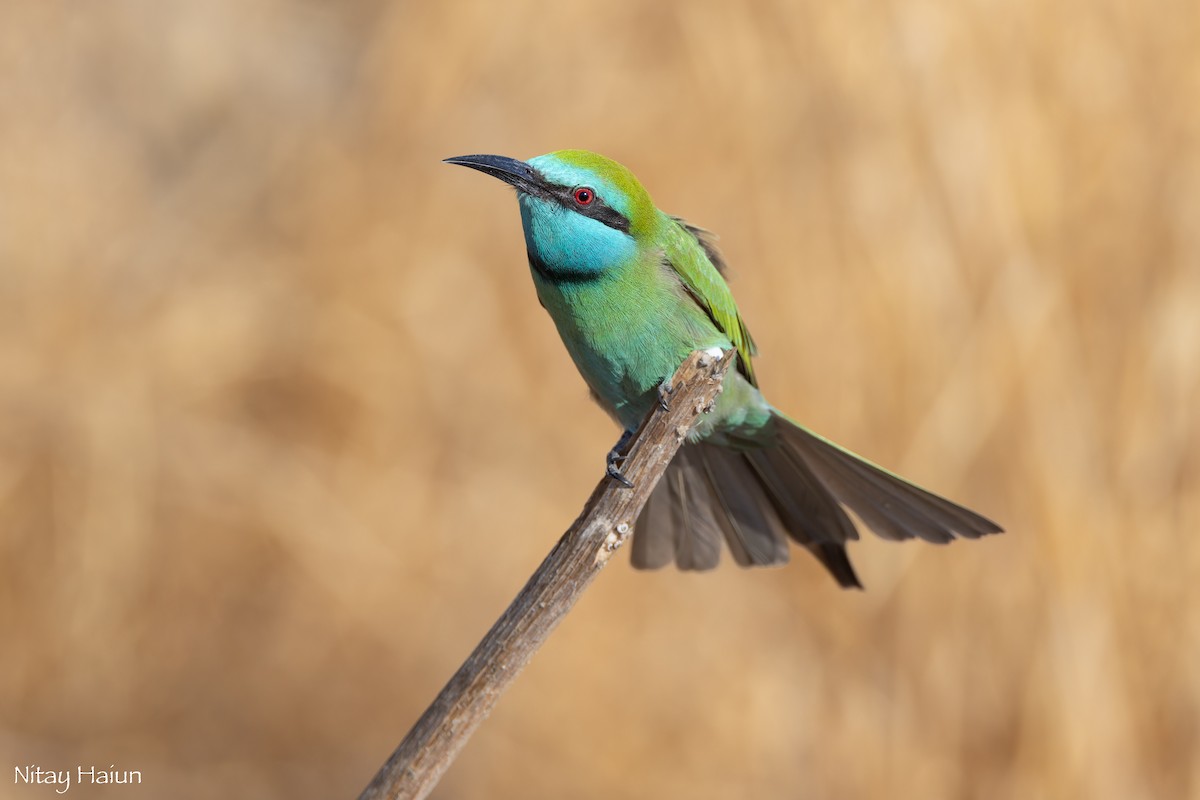 Arabian Green Bee-eater - ML643421055