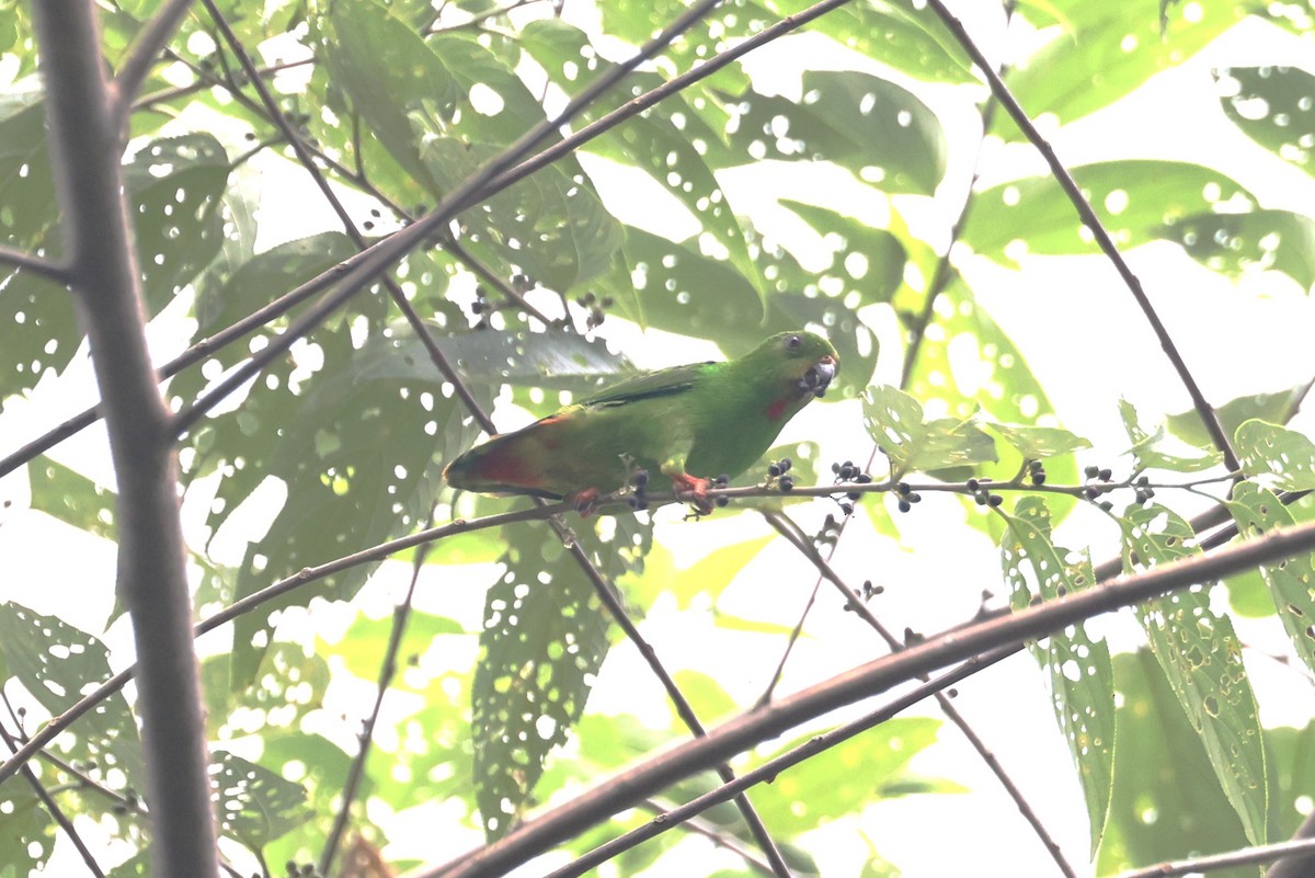 Rotsteißpapageichen - ML643421056