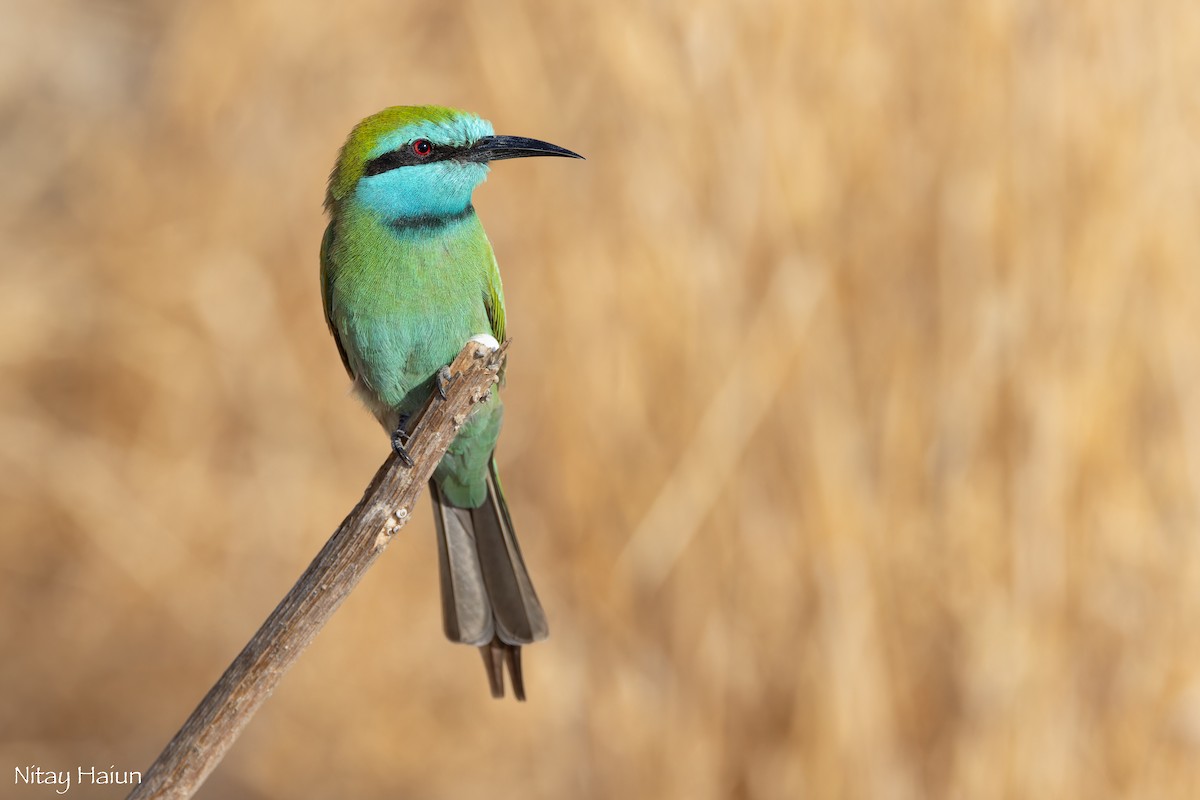 Arabian Green Bee-eater - ML643421057