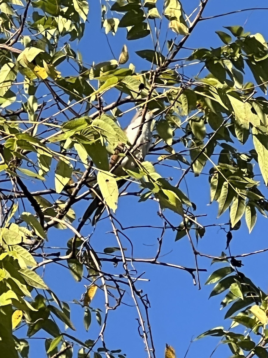 Yellow-billed Cuckoo - ML643421062
