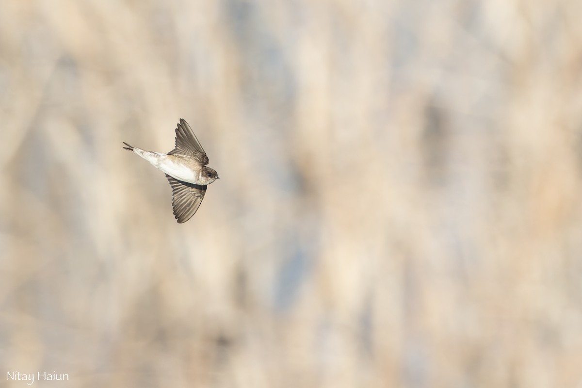 Western House-Martin - ML643421065