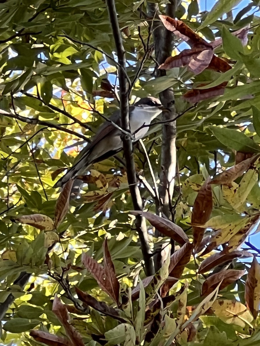 Yellow-billed Cuckoo - ML643421075