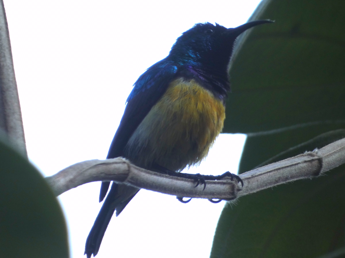 Variable Sunbird - ML643421080