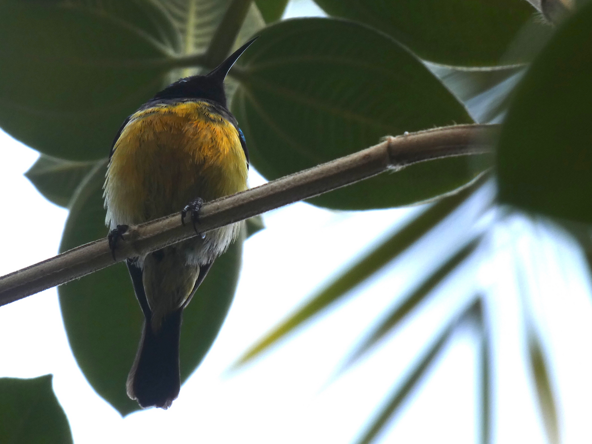 Variable Sunbird - ML643421081