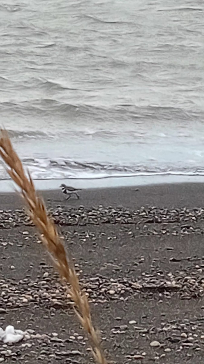 Two-banded Plover - ML643421091