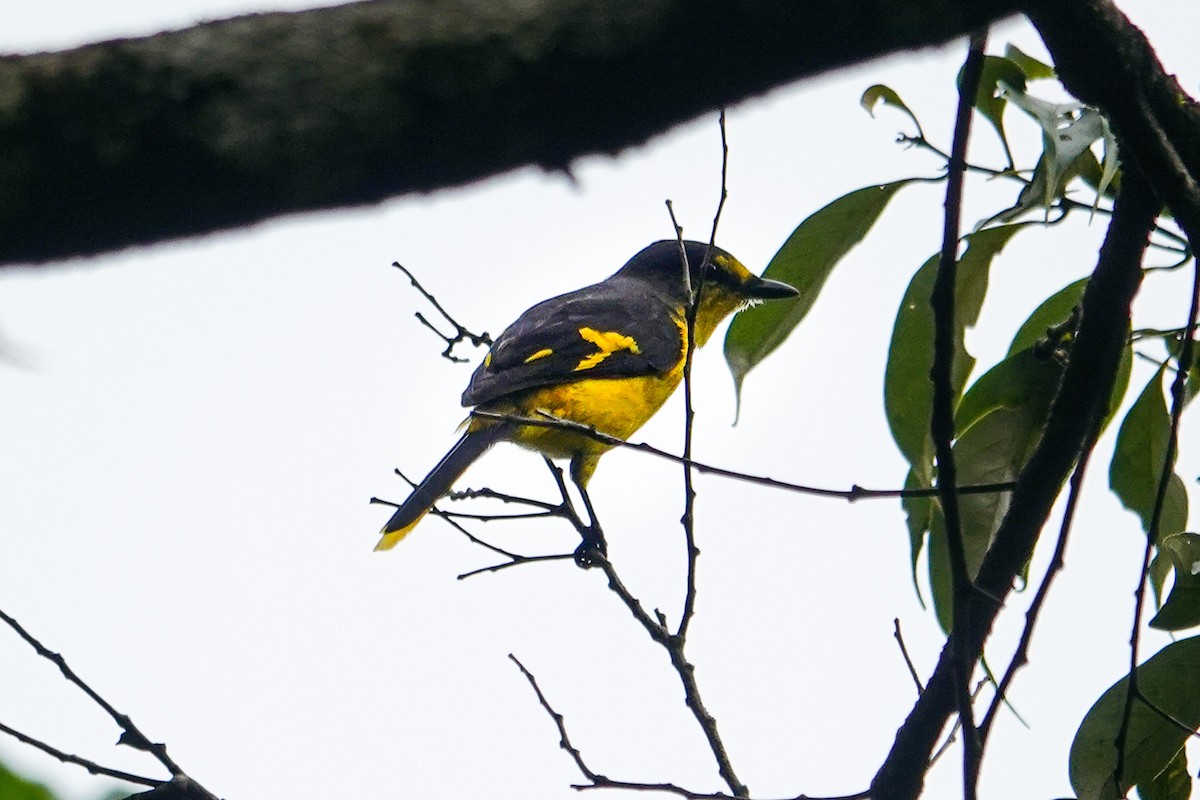 Minivet écarlate - ML643421095