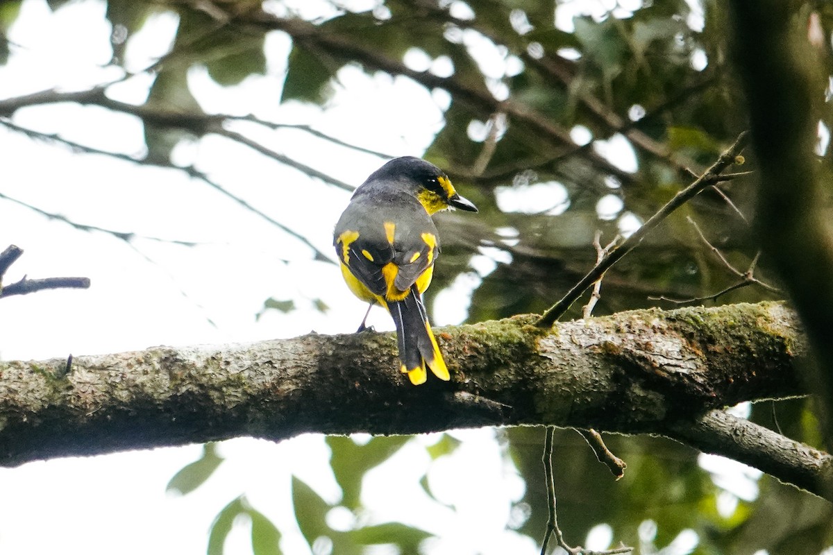 Minivet écarlate - ML643421096
