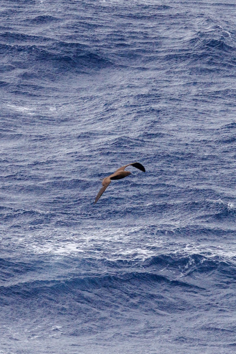 Brown Booby - ML643421103