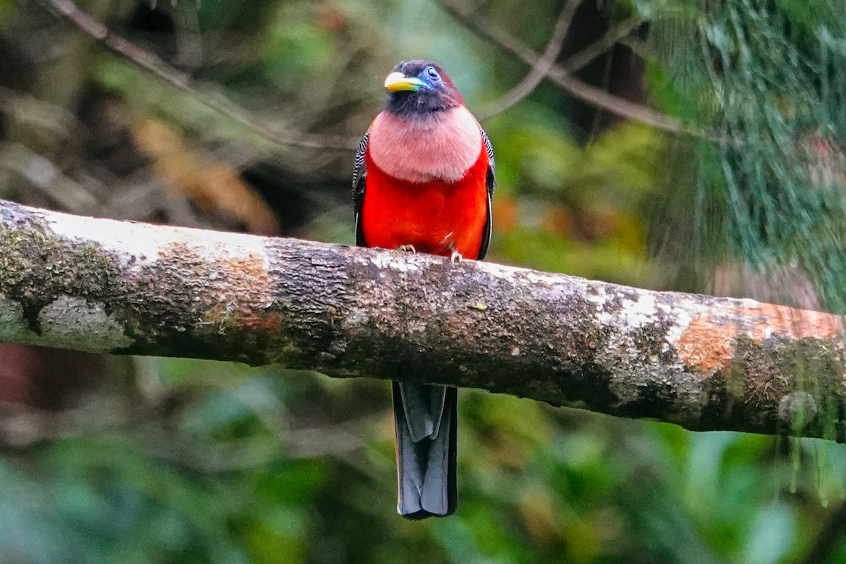 Trogón Filipino - ML643421113