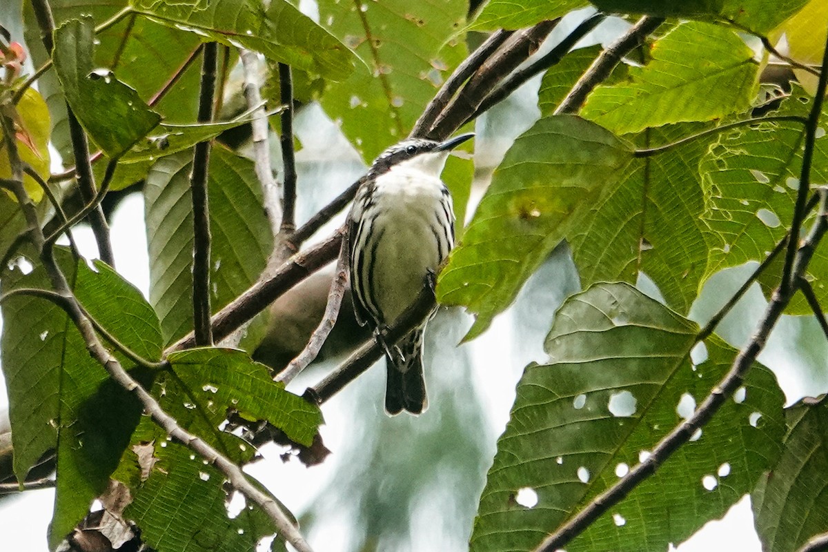 Stripe-sided Rhabdornis - ML643421120