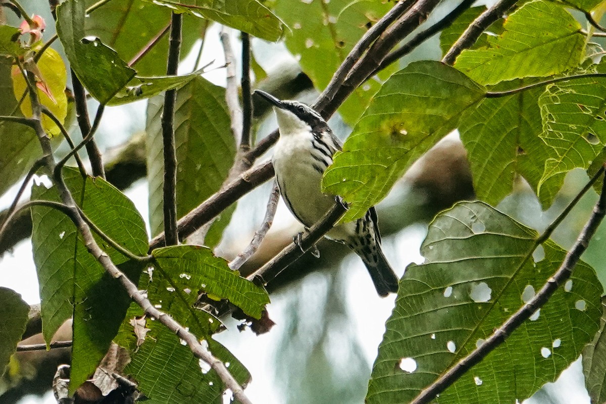 Stripe-sided Rhabdornis - ML643421121