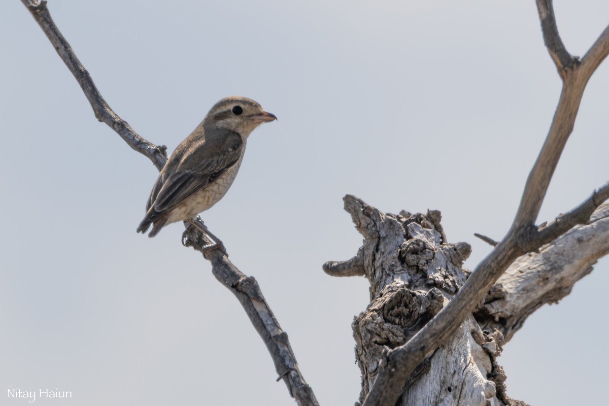 Isabelline Shrike - ML643421122