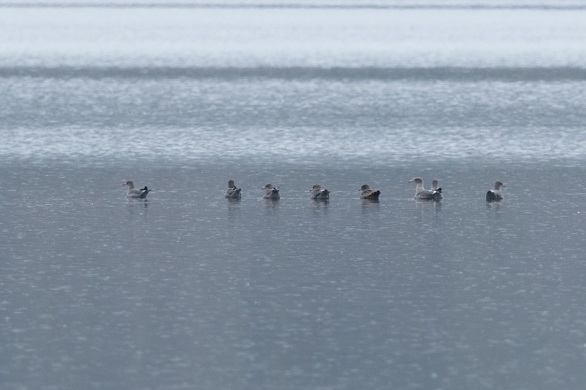 Heermann's Gull - ML643421126
