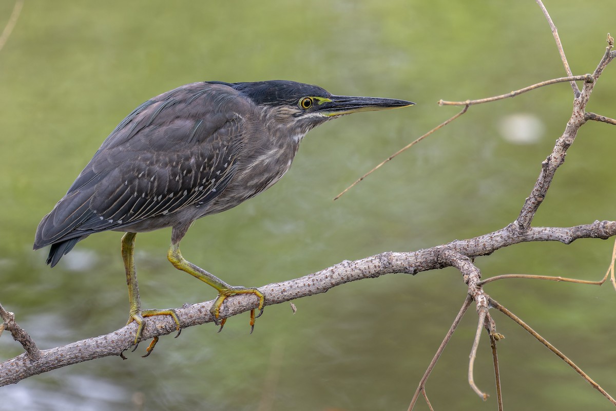 Striated Heron - ML643421137