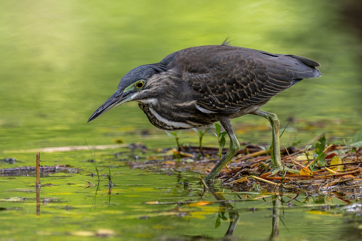 Striated Heron - ML643421138