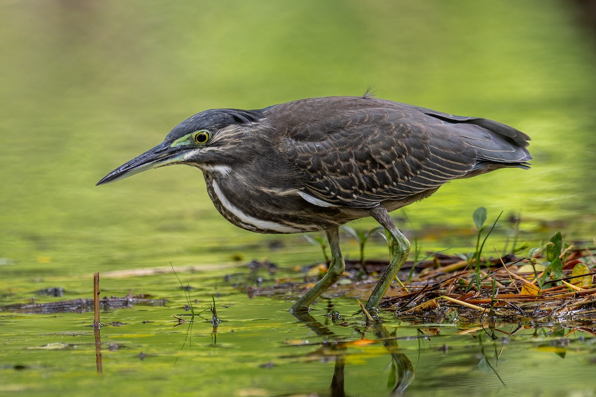 Striated Heron - ML643421139