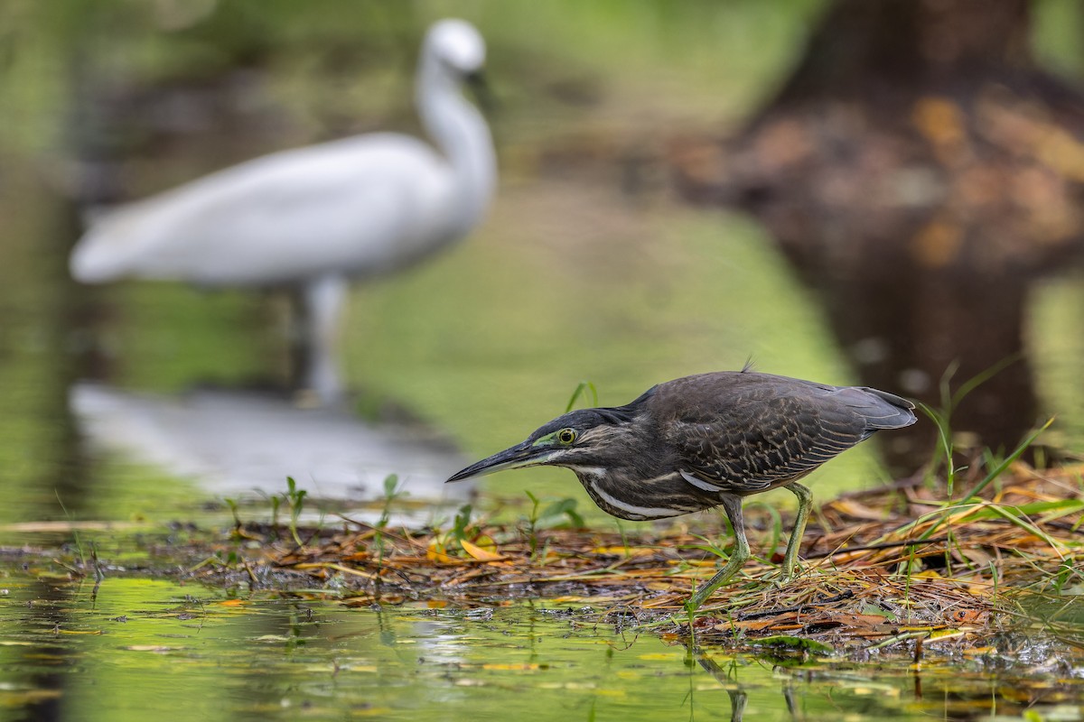Striated Heron - ML643421140