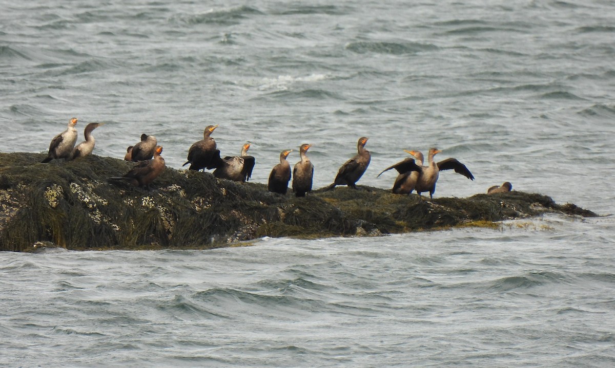 Cormoran à aigrettes - ML643421143