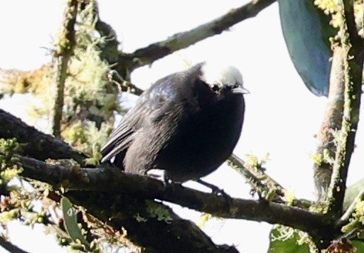 Capped Conebill - ML643421145