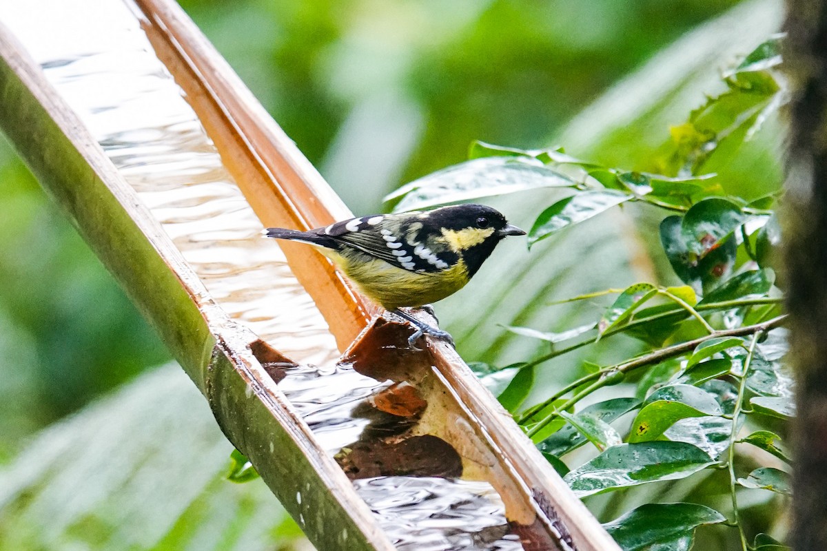 Elegant Tit - ML643421154