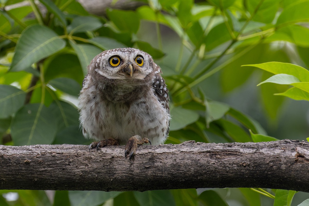 Spotted Owlet - ML643421158