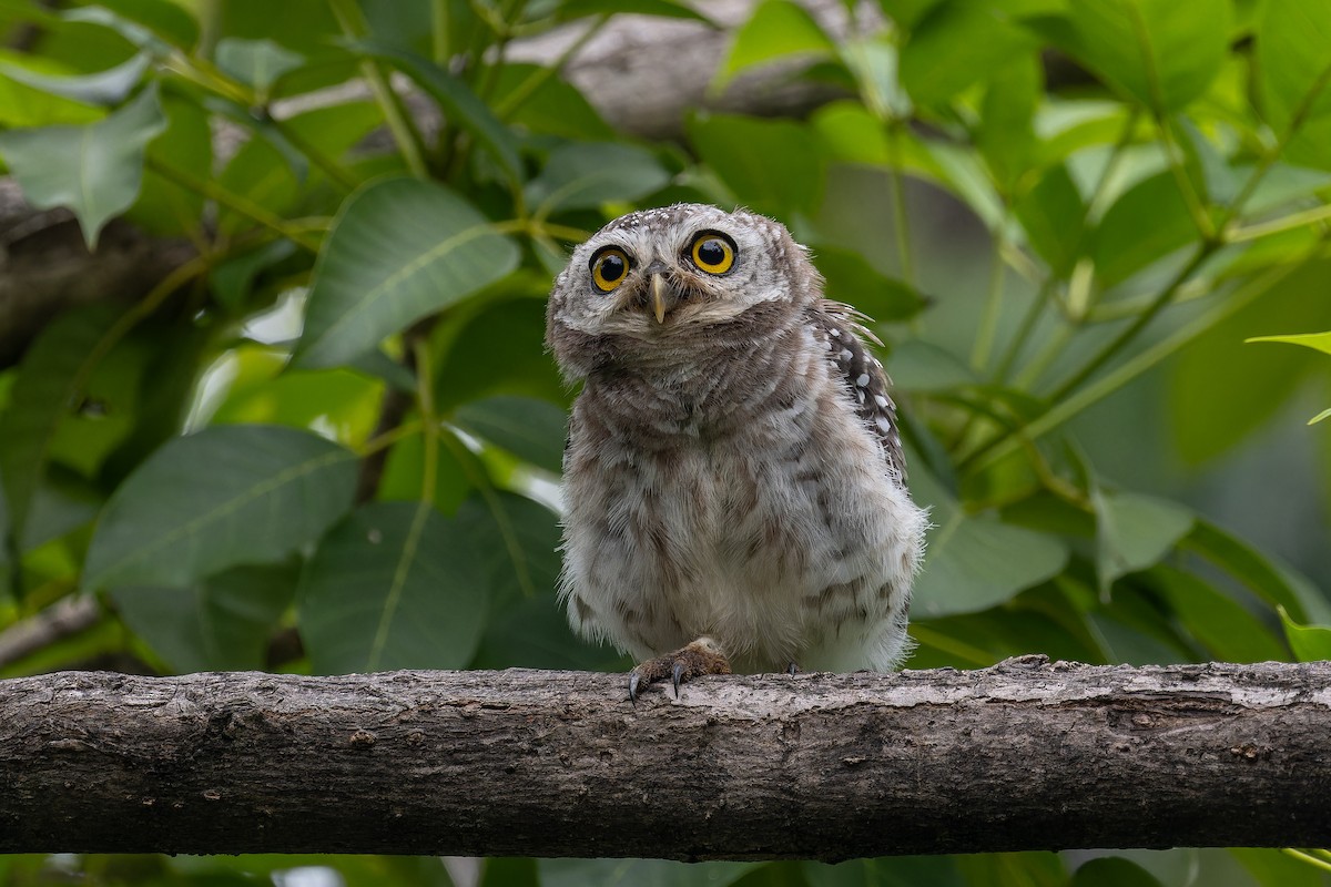 Spotted Owlet - ML643421160
