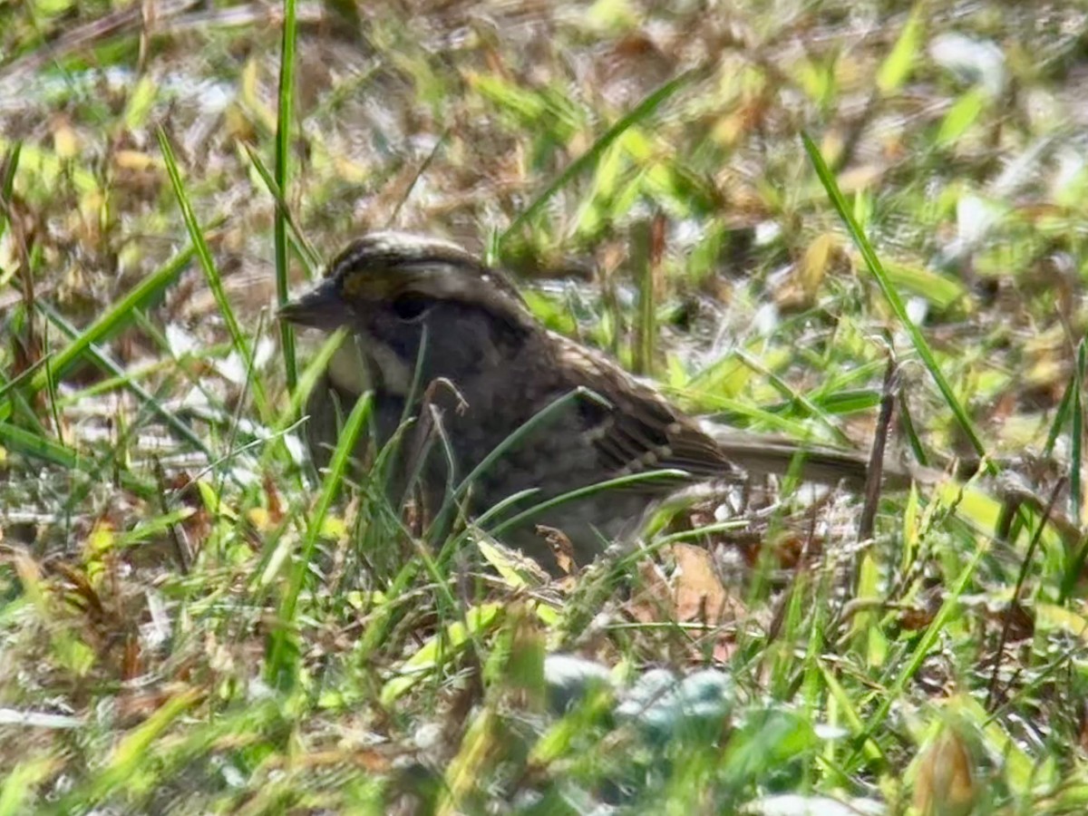 Chingolo Gorjiblanco - ML643421170