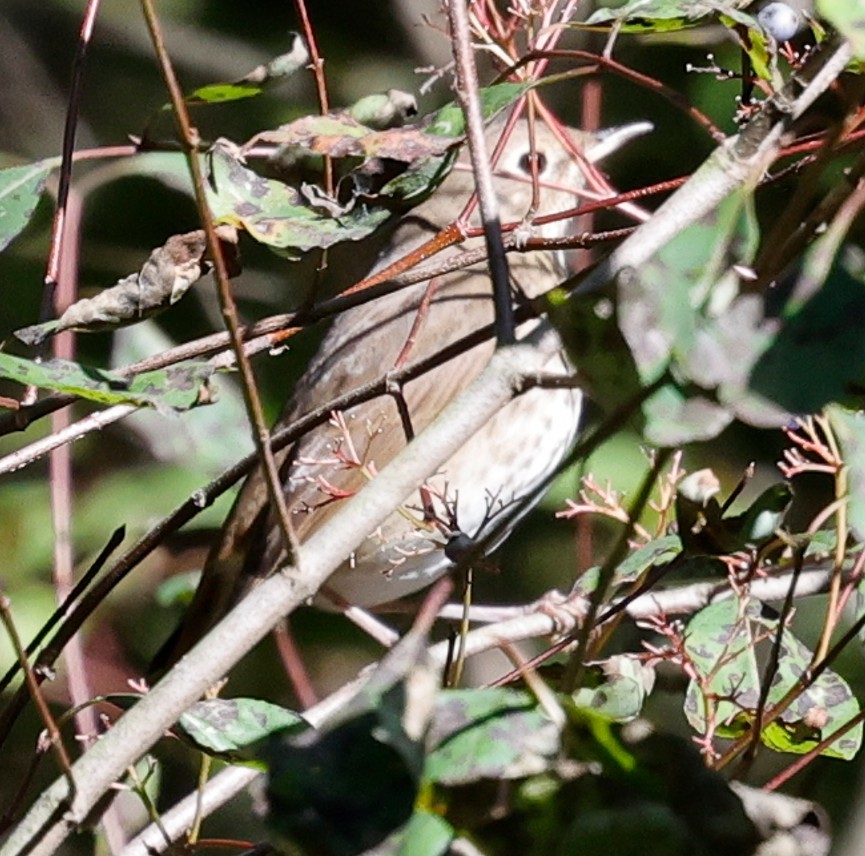 Hermit Thrush - ML643421179