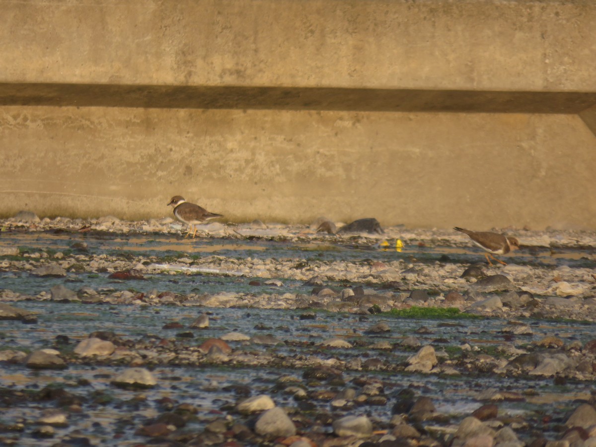 Little Ringed Plover (curonicus) - ML643421186